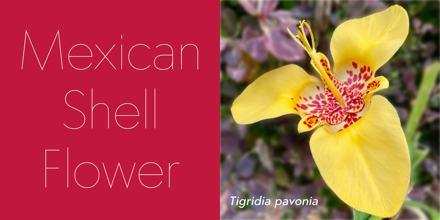 Mexican Shell Flower