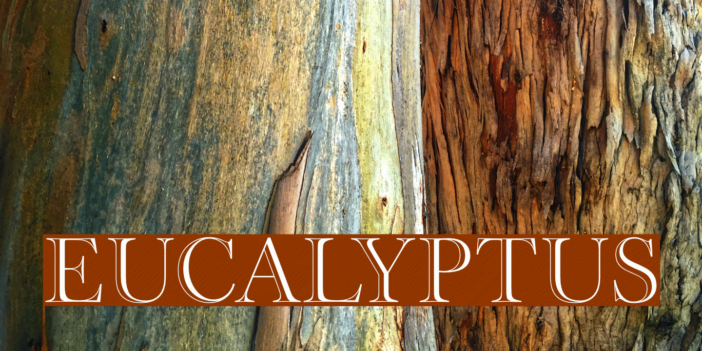 Eucalyptus Bark