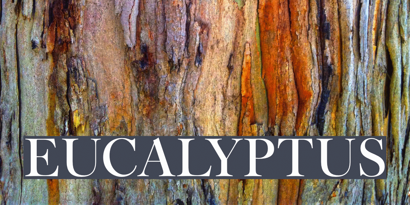 Eucalyptus Bark