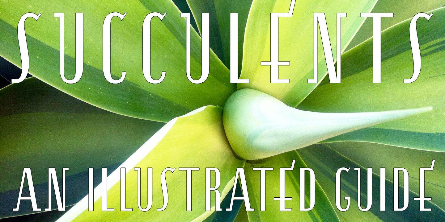 Succulents