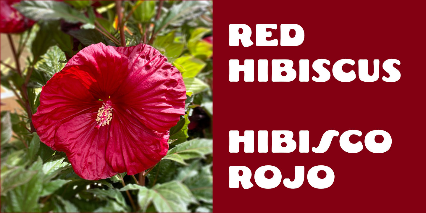 Red Hibiscus