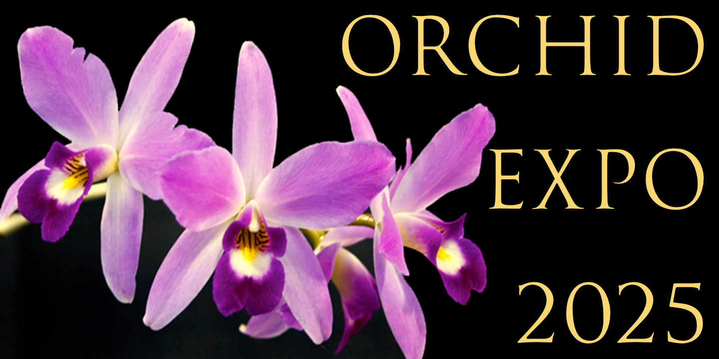 Orchid Expo