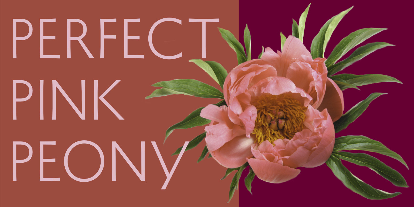 Perfect Pink Peony